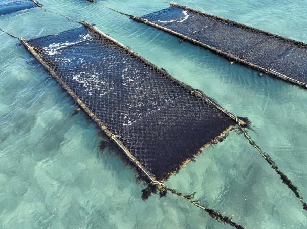 2025講美紫菜養殖記錄