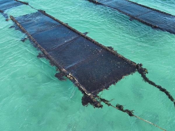 2025講美紫菜養殖記錄