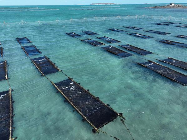 2025講美紫菜養殖記錄