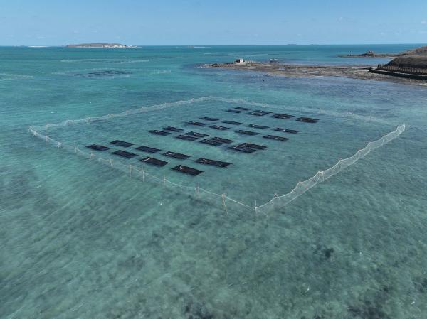 2025講美紫菜養殖記錄