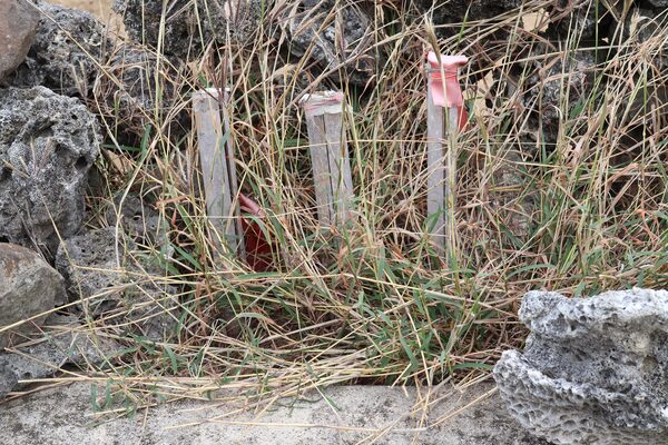 2026龍門將軍廟記錄