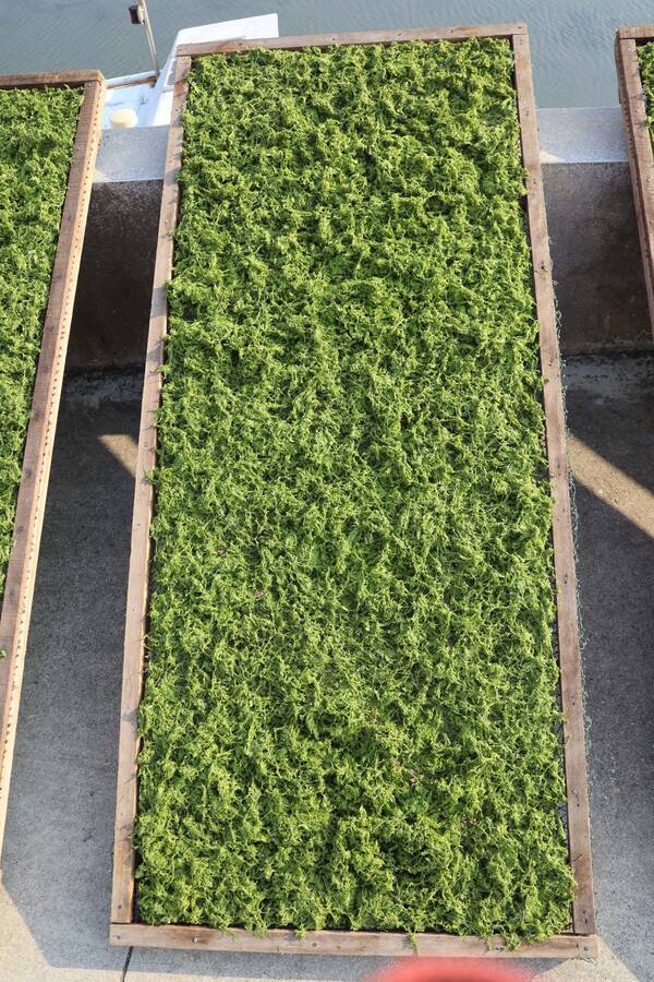 2026澎湖海菜記錄