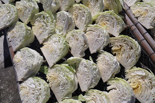 2026曬高麗菜記錄