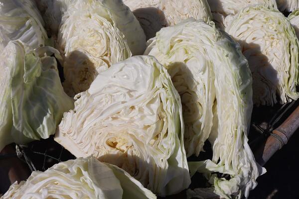 2026曬高麗菜記錄