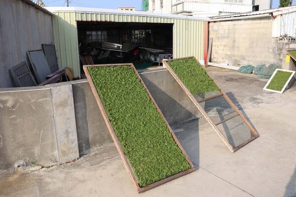 2026澎湖海菜記錄