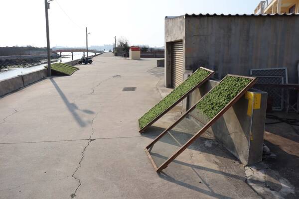 2026澎湖海菜記錄