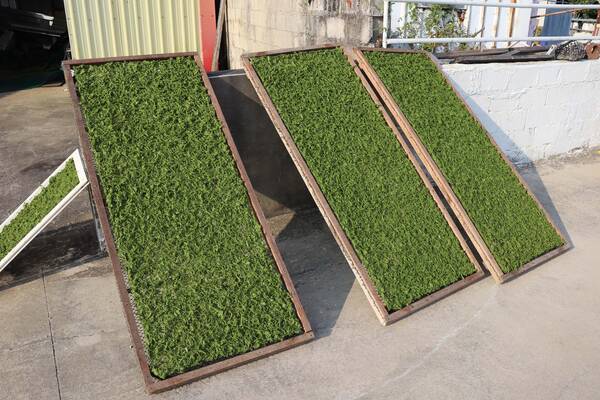 2026澎湖海菜記錄