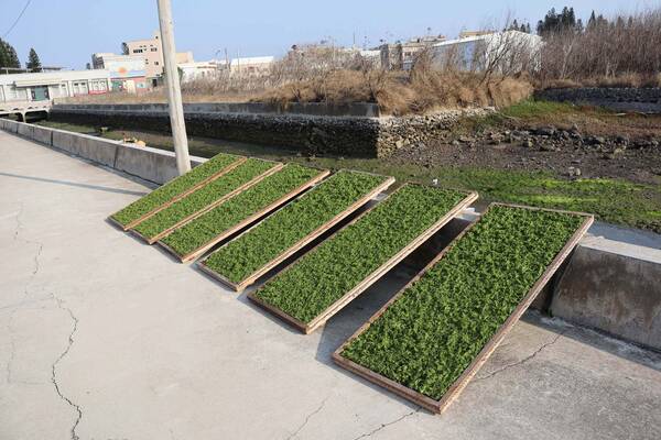 2026澎湖海菜記錄