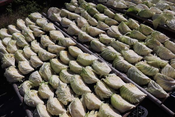 2026曬高麗菜記錄