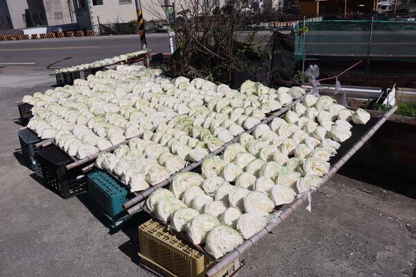 2026曬高麗菜記錄