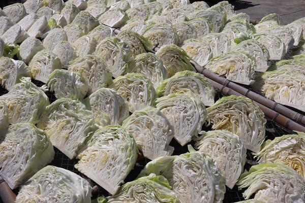 2026曬高麗菜記錄