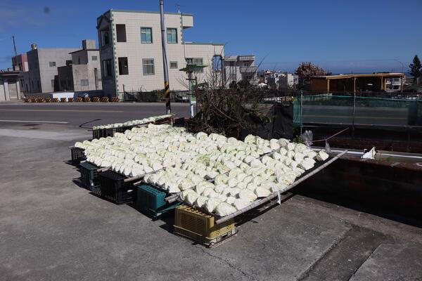 2026曬高麗菜記錄