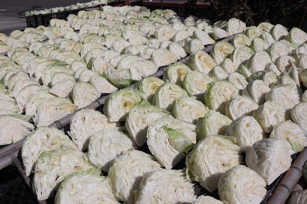 2026曬高麗菜記錄