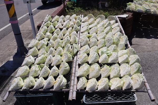 2026曬高麗菜記錄