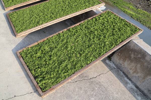 2026澎湖海菜記錄