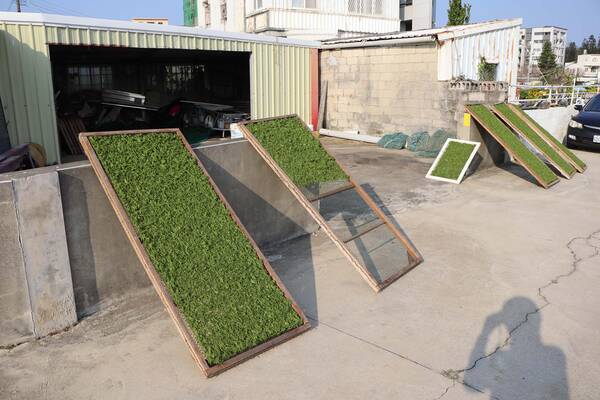 2026澎湖海菜記錄