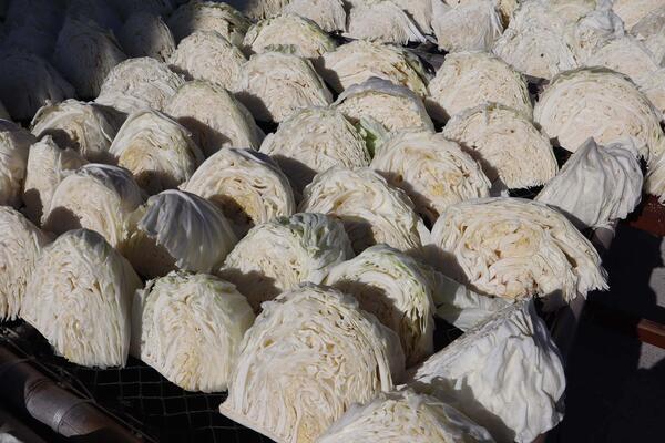 2026曬高麗菜記錄