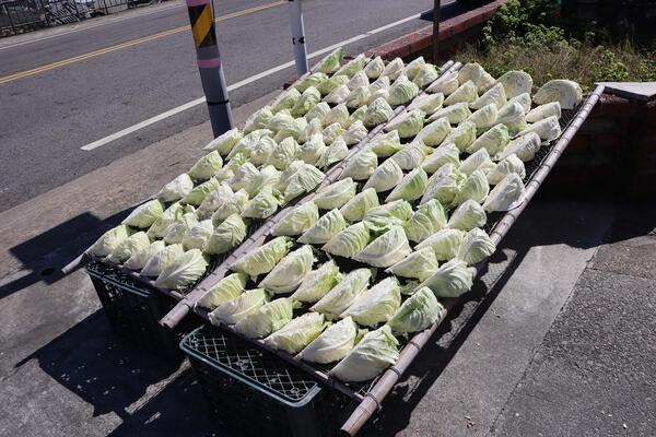 2026曬高麗菜記錄